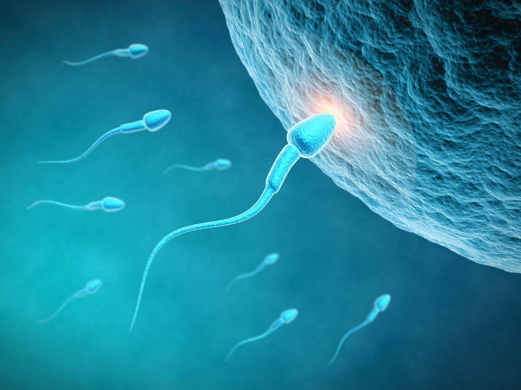 Sperm counts and initial sperm storage in d. melanogaster