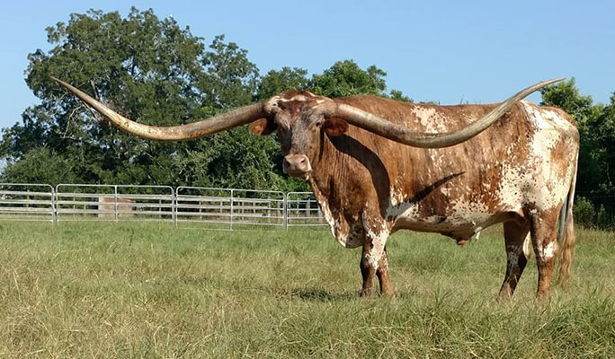 Texas longhorn pornstar