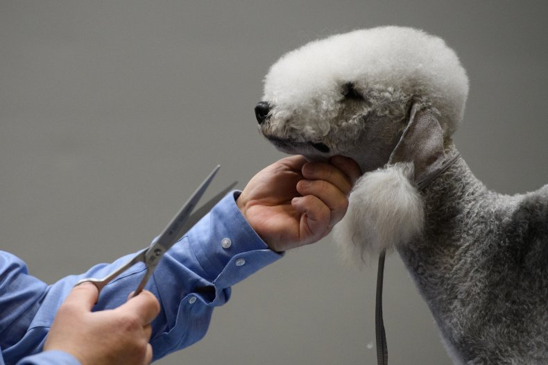 The 25 Most Obedient Small Dog Breeds 9 Bedlington Terrier