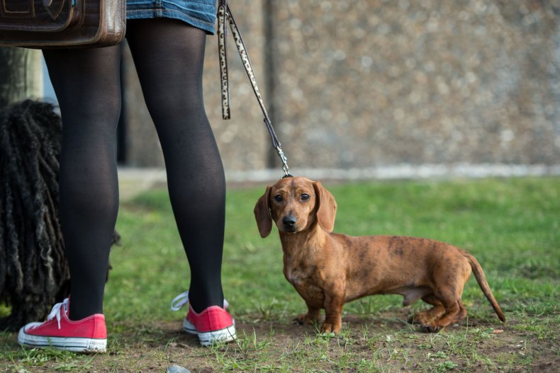 The 25 Most Obedient Small Dog Breeds 11 Miniature Daschund