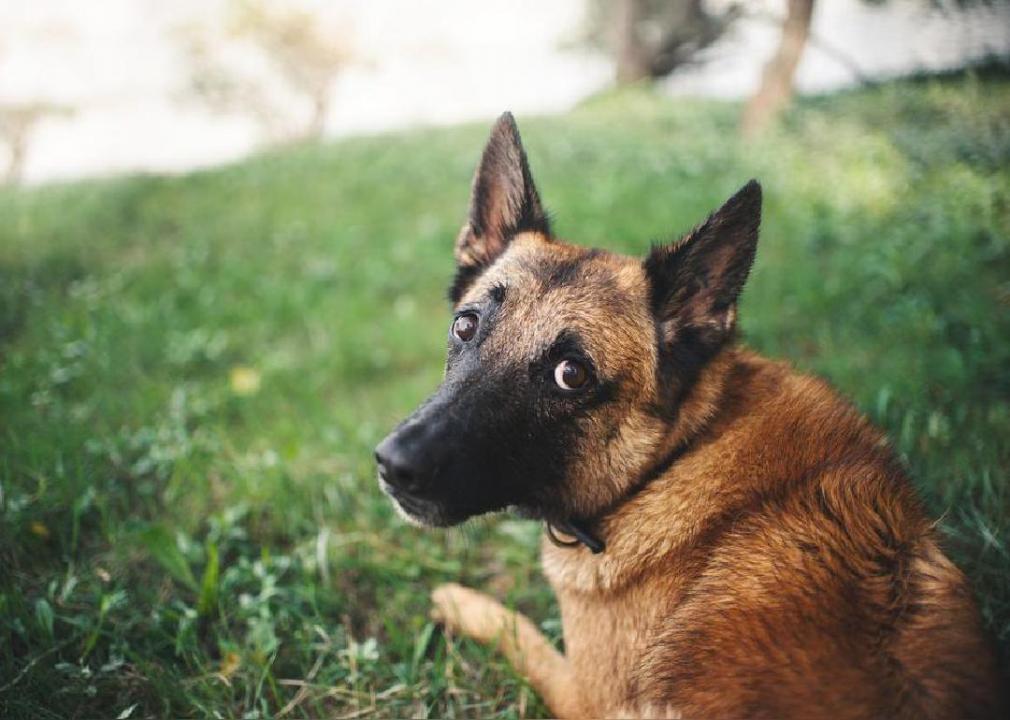 10 heartwarming stories about dogs saving humans' lives 1 10 heartwarming stories about dogs saving humans' lives
