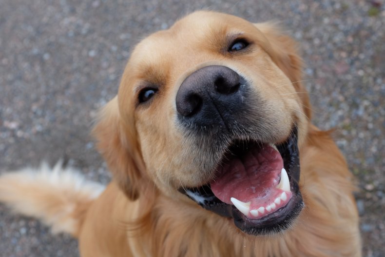 10 heartwarming stories about dogs saving humans' lives 2 Golden retriever