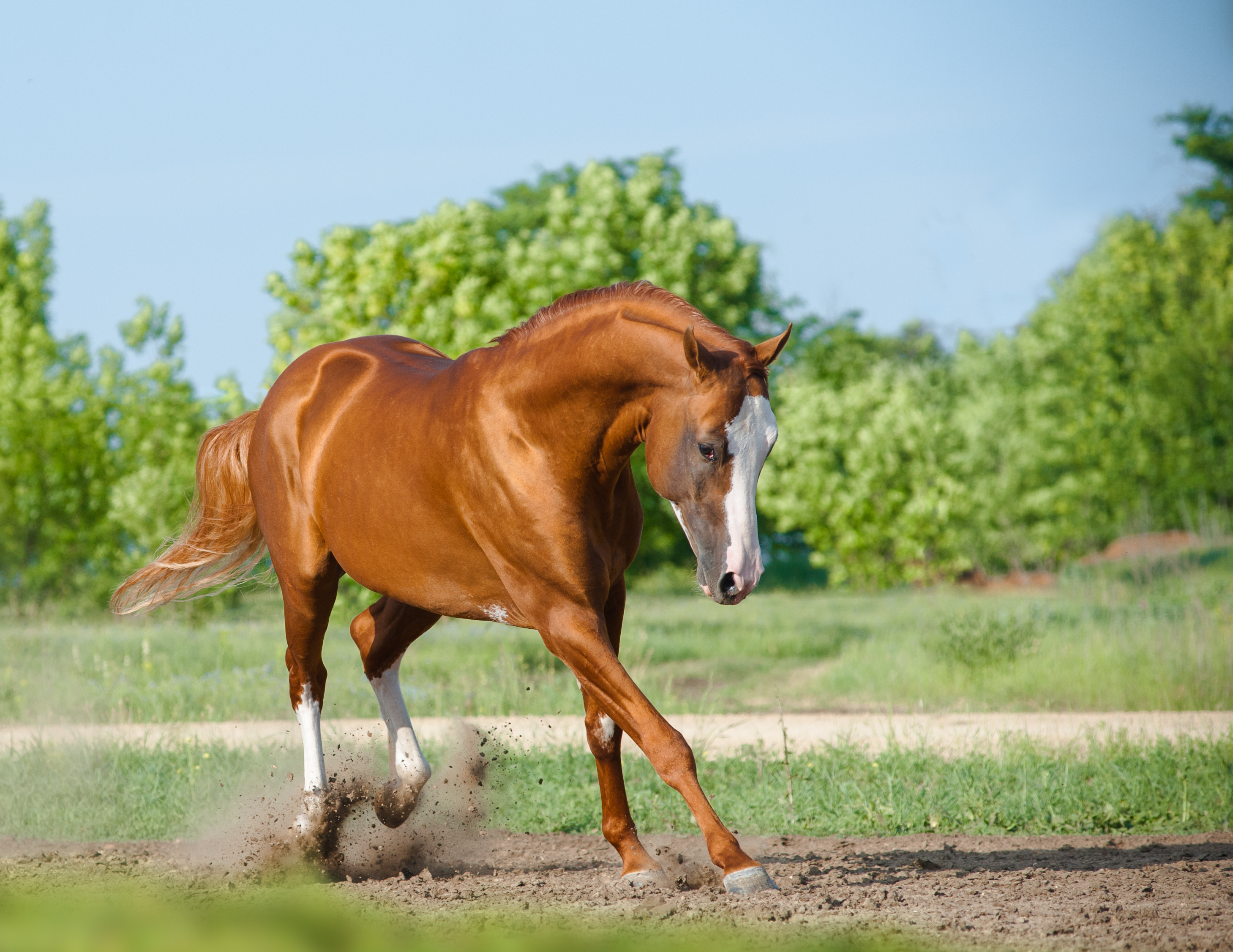 Video of horse performing TikTok dance takes the internet by storm 1 Video of horse performing TikTok dance takes the internet by storm