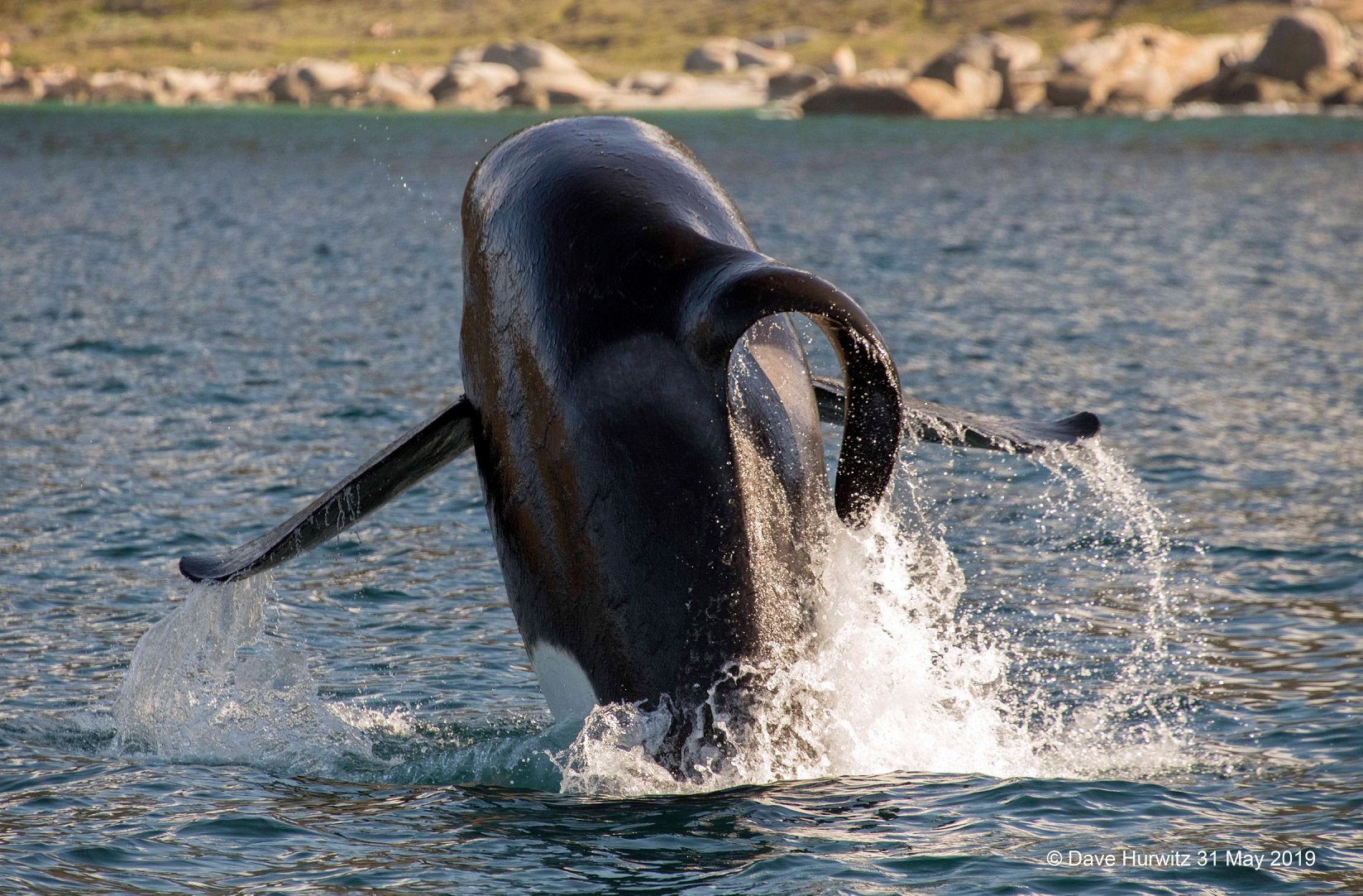 Orca Literally Tear Great White Sharks Apart To Get To Their Livers