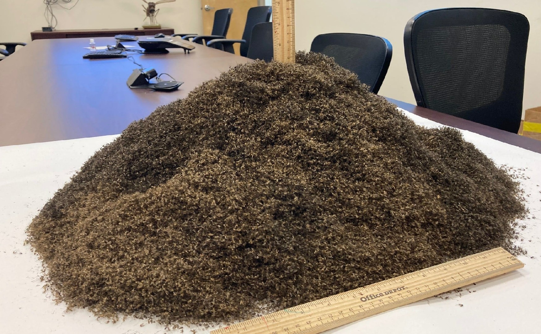 Skin Crawling Photo Shows Pile Of 1 Million Mosquitoes Caught In