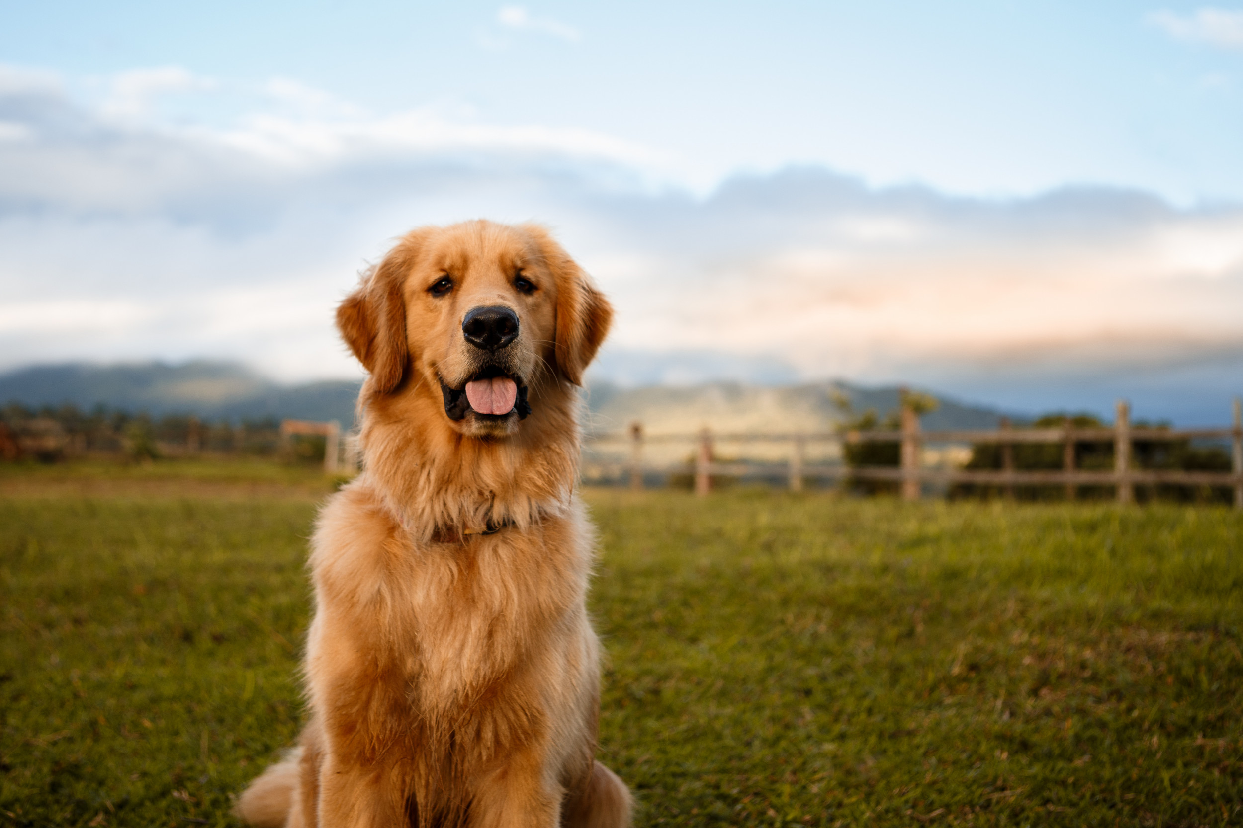 Shaved lab golden retriever mix