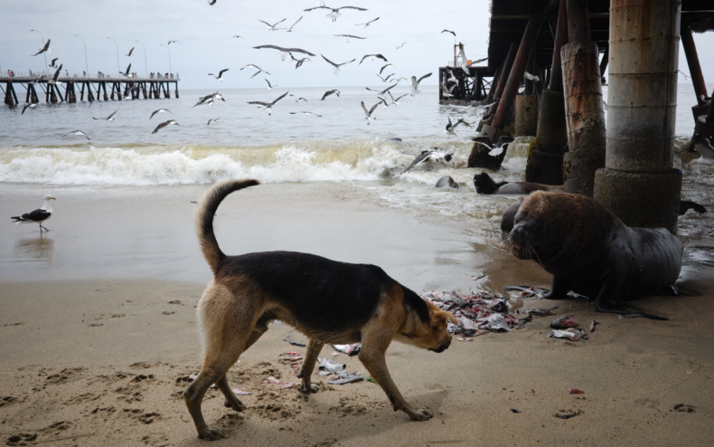 Ein Labrador-Hund und ein Seelöwe.