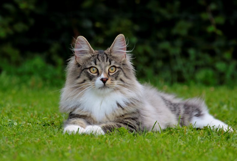 Norwegische Waldkatze