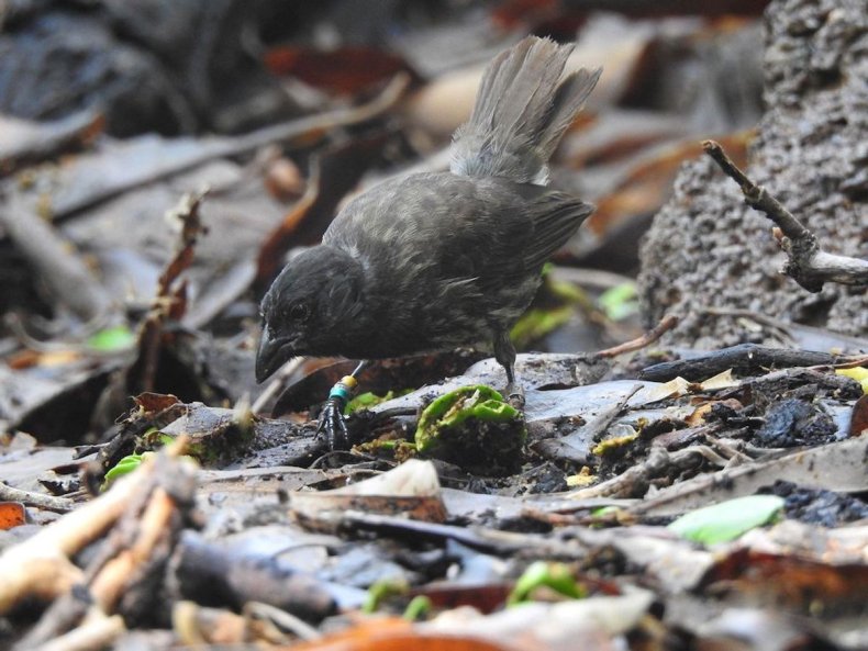 Pinzón de manglar busca comida