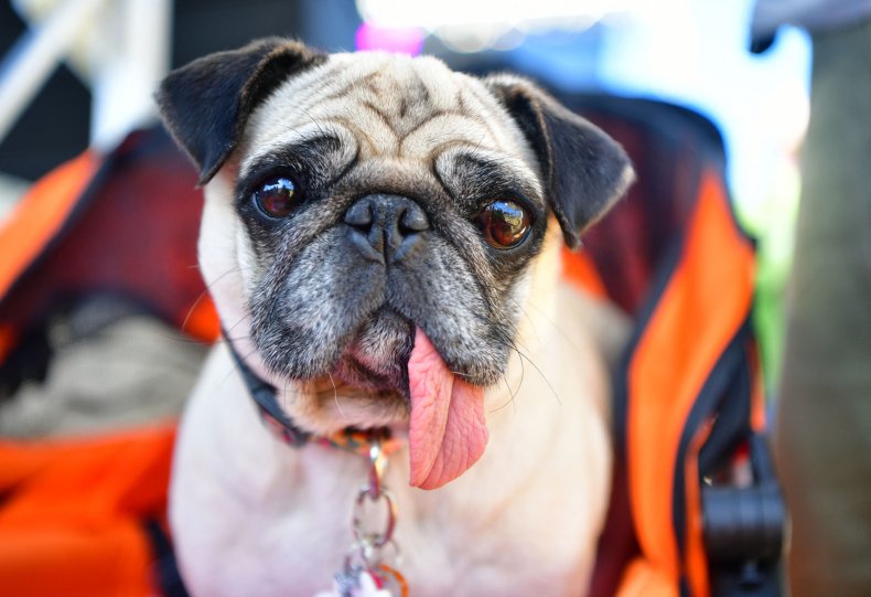pug casa del dragón
