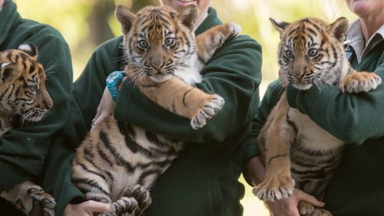 Sumatra-Tigerjunge