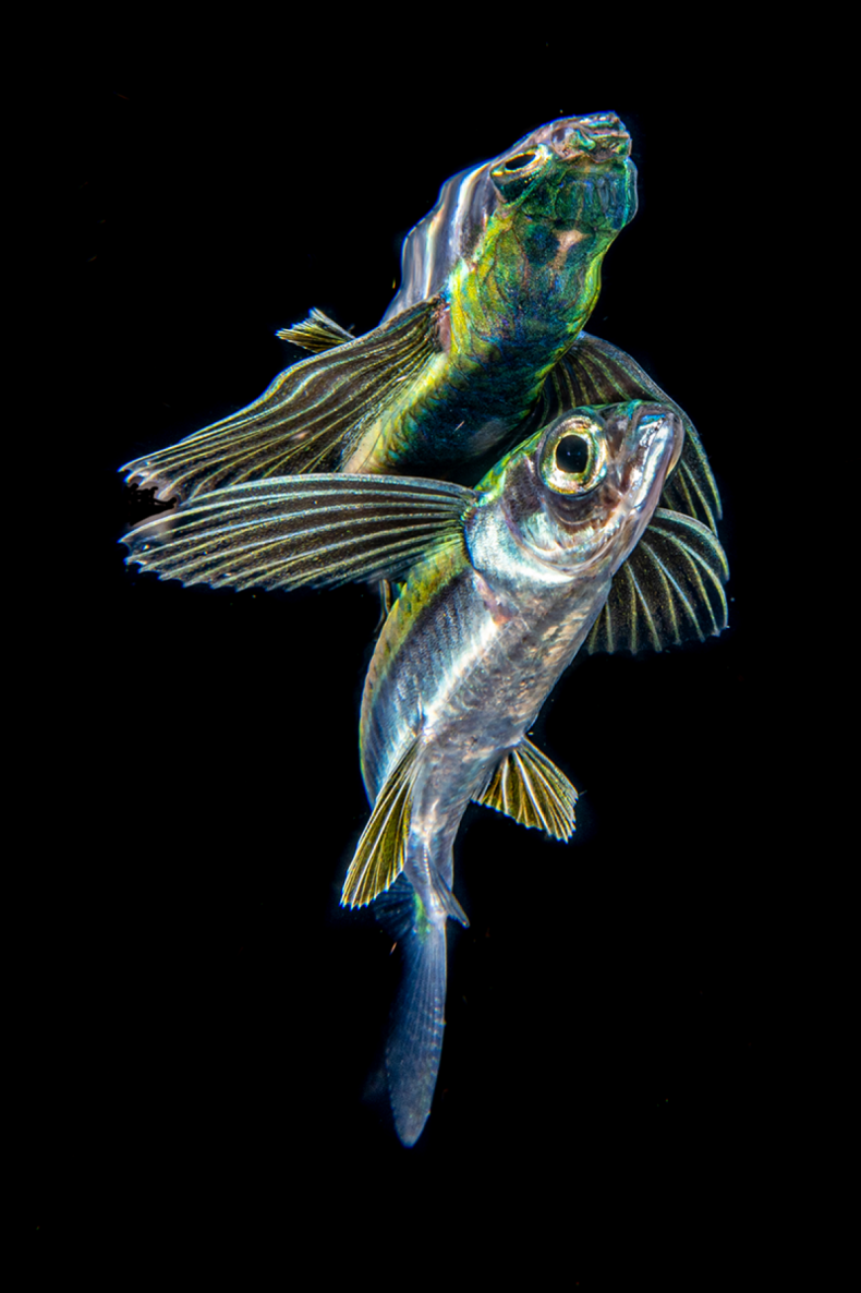 Boz Johnson poisson volant