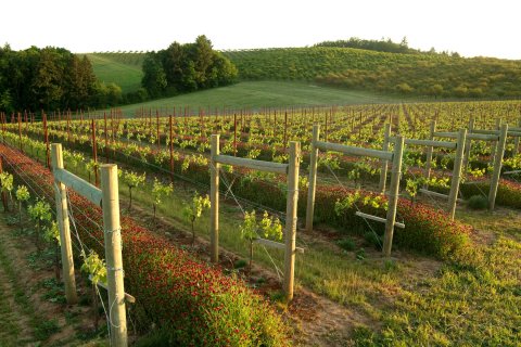 CUL Mapa Vinos 02
