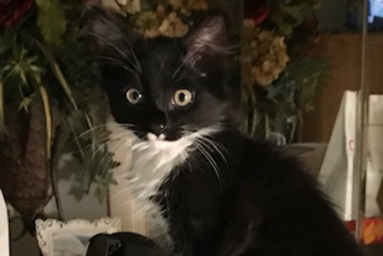 Botas el gato blanco y negro
