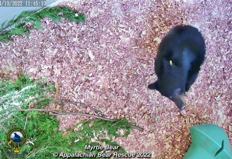 Myrtle el oso en el centro de cuidado