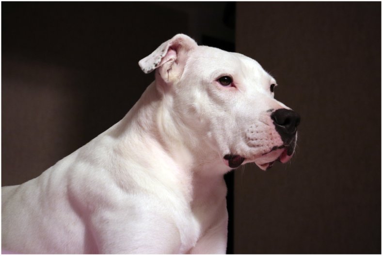 Una foto de un dogo argentino