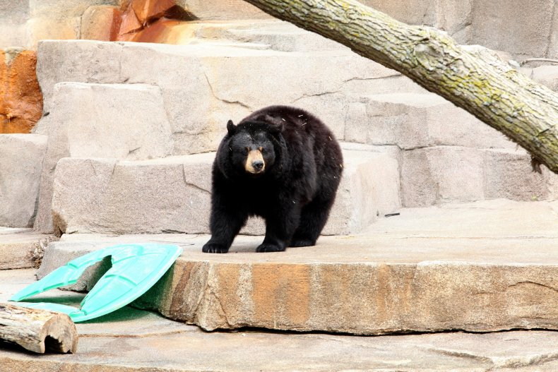 oso negro entra en edificio de apartamentos de montana