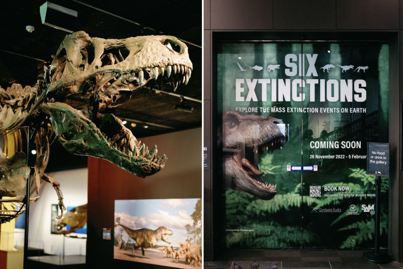 Meet the 'crowned crocodile' as 260 million-year-old skull goes on display - abc news - World Updates - Public News Time Six Extinctions exhibition Australia