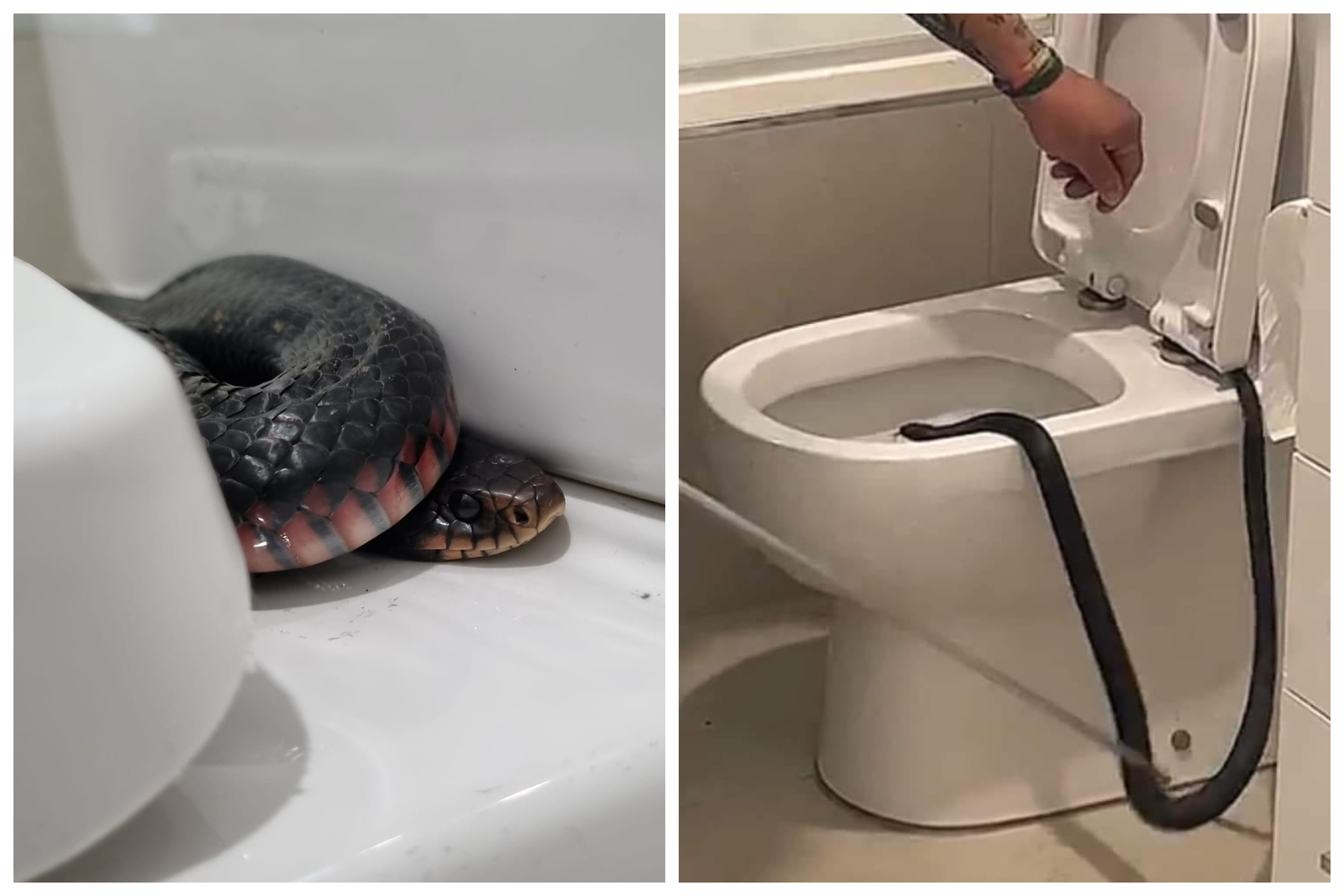 Highly Venomous Snake Found Hiding In Toilet Newsweek