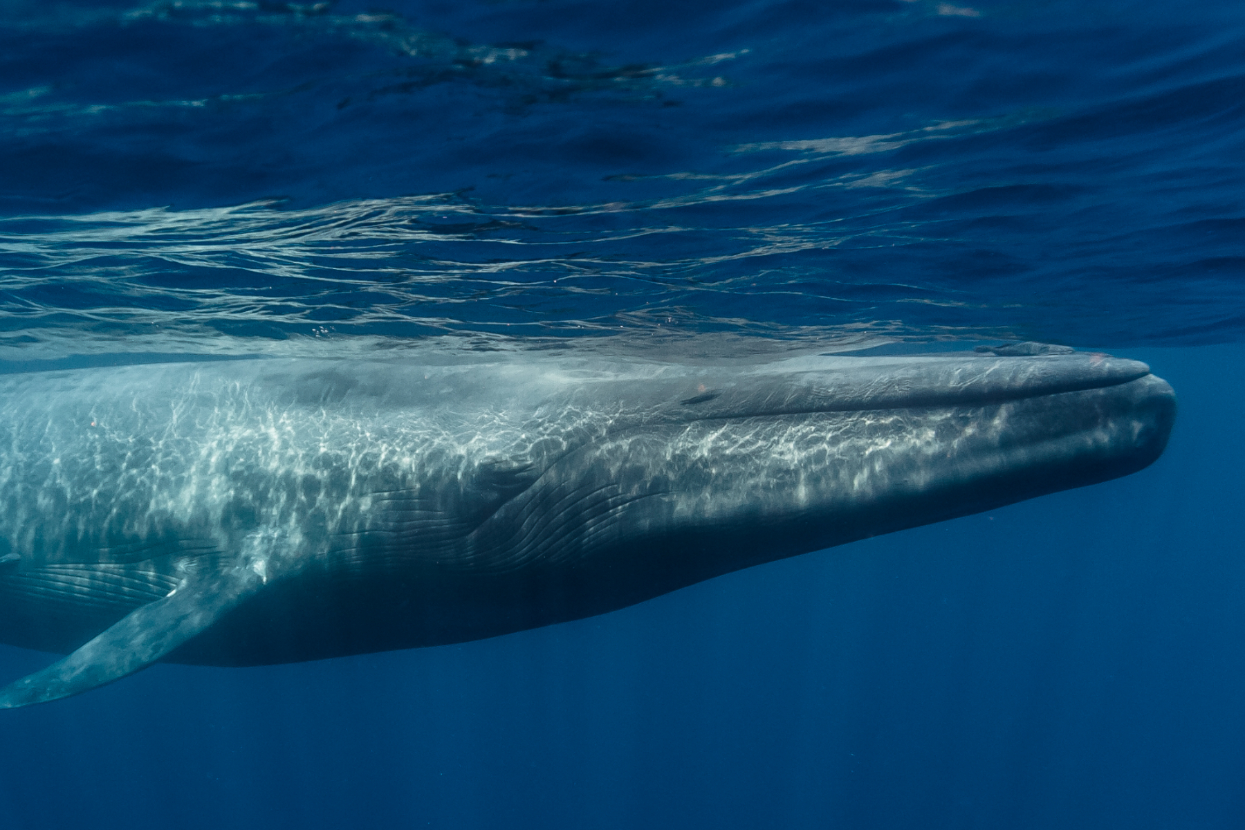 Whales Caught In Rare Mating Ritual Newsweek