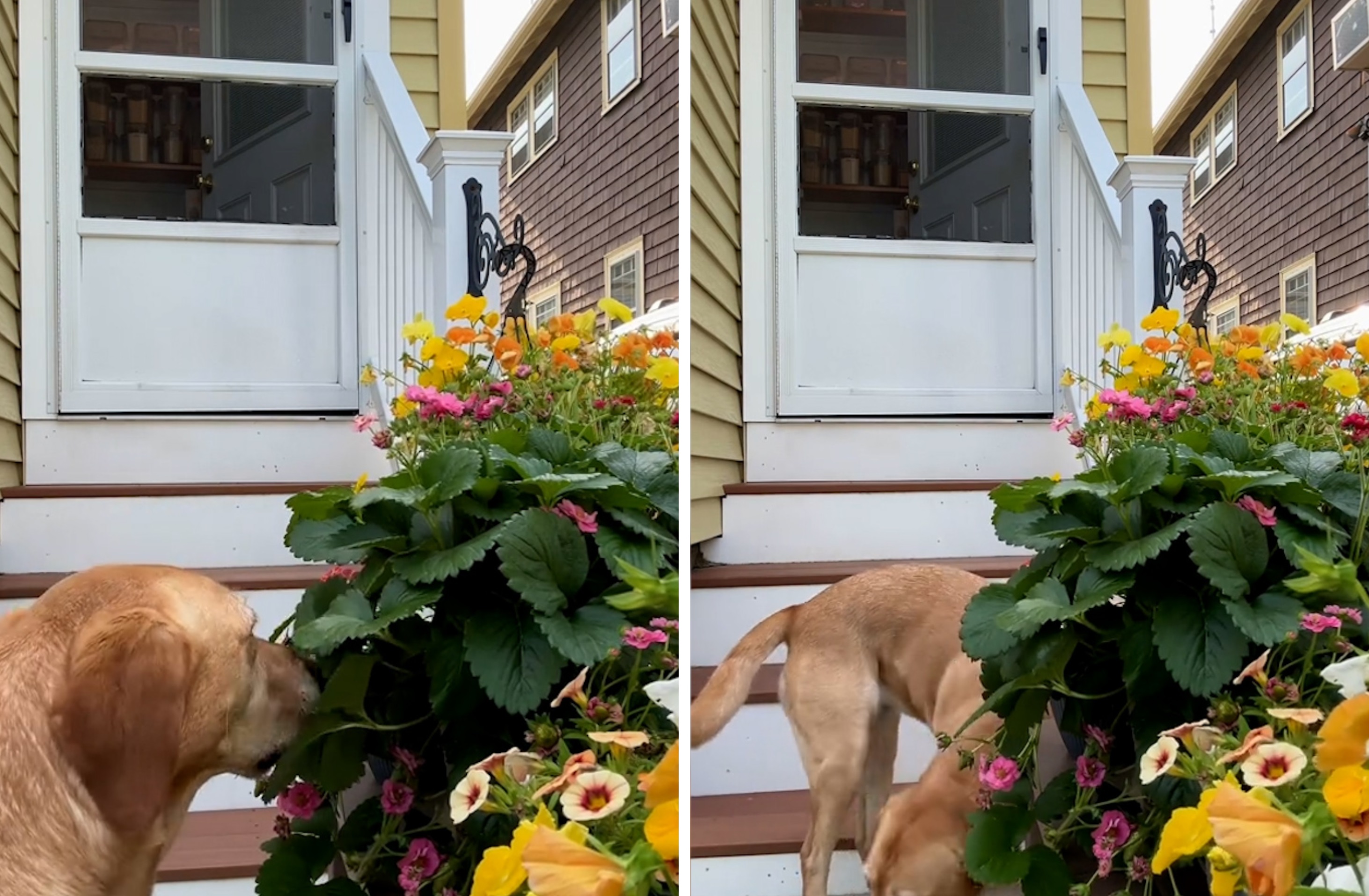 Woman Sets Up Camera To Catch Strawberry Thief Quickly Finds The