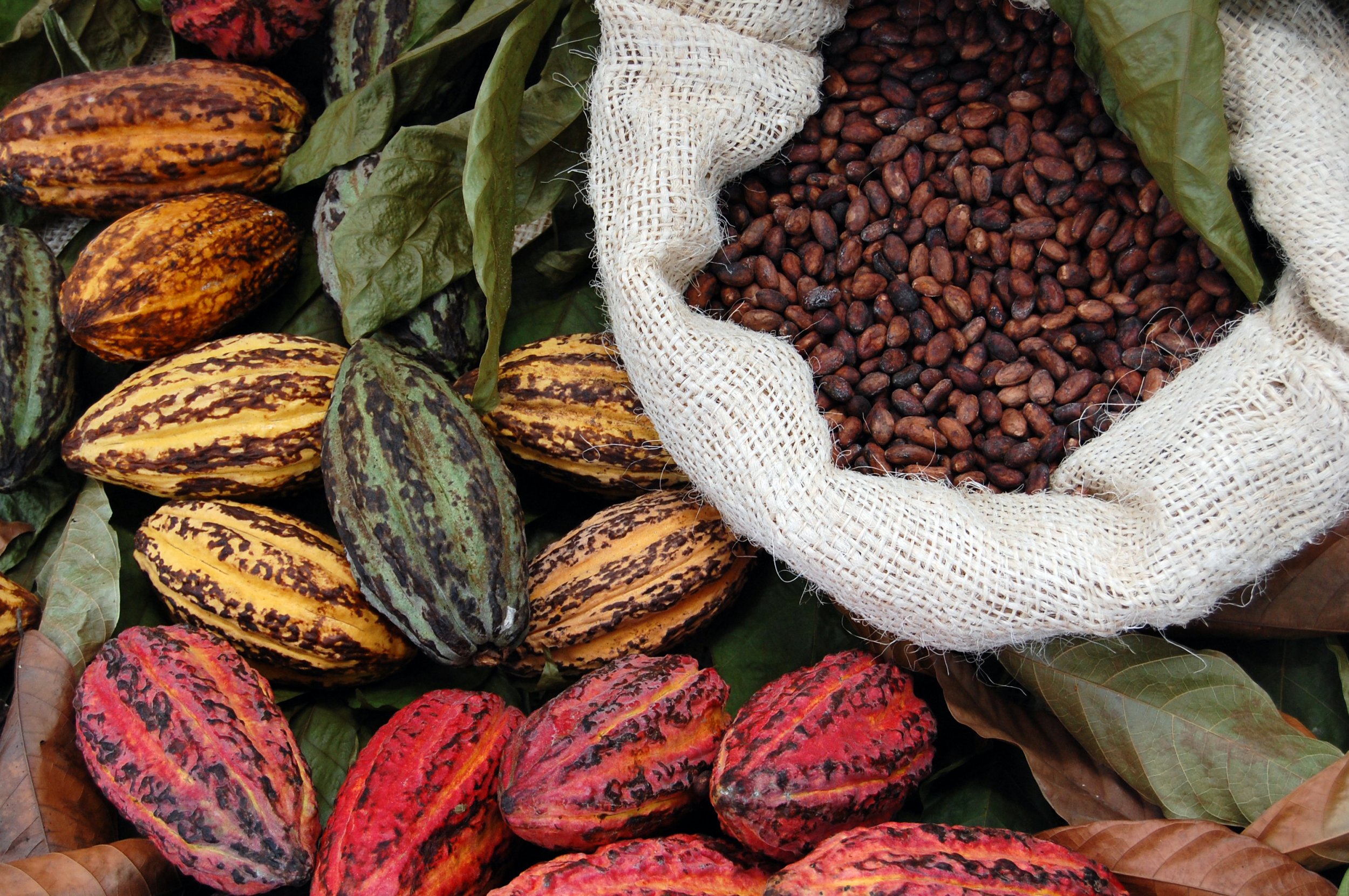 How To Guide: cocoa beans Essentials For Beginners