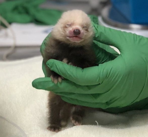 red-panda-cub-591x760 red-panda-cub-591x760