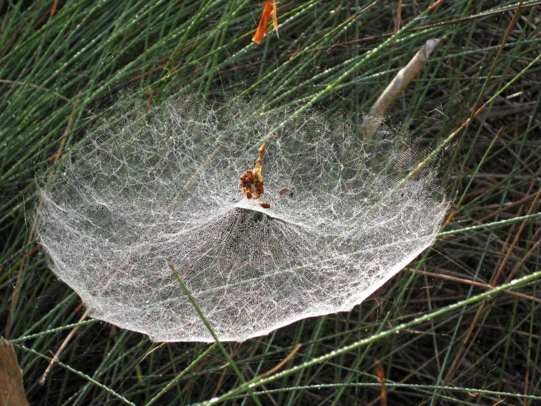 Incredible Image Shows Hundreds of Spider Webs That Look Like Field of 'Tiny Spaceships'