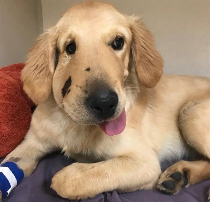 Dressed up golden retriever sale