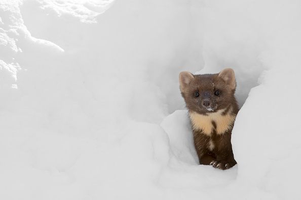 0702-Marten 0702-Marten