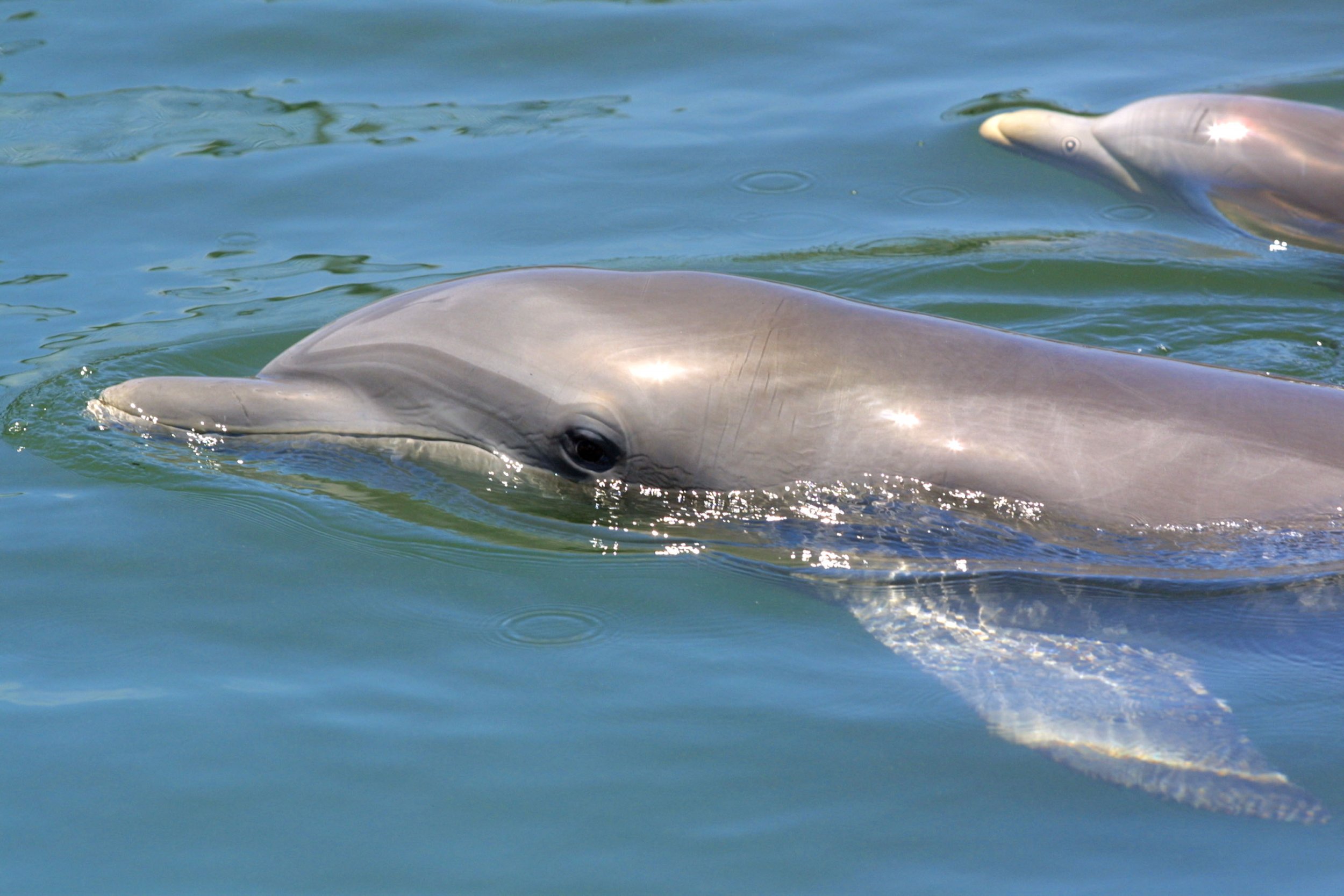 Video: Dolphin That Survived Shark Attack Released In Atlantic Ocean ...