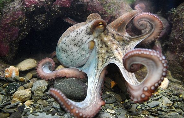 'Psychic' Octopus That Appeared To Correctly Predict The Results Of ...