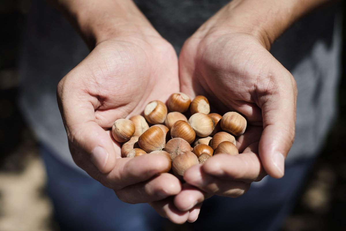 nuts-hazelnuts-stock