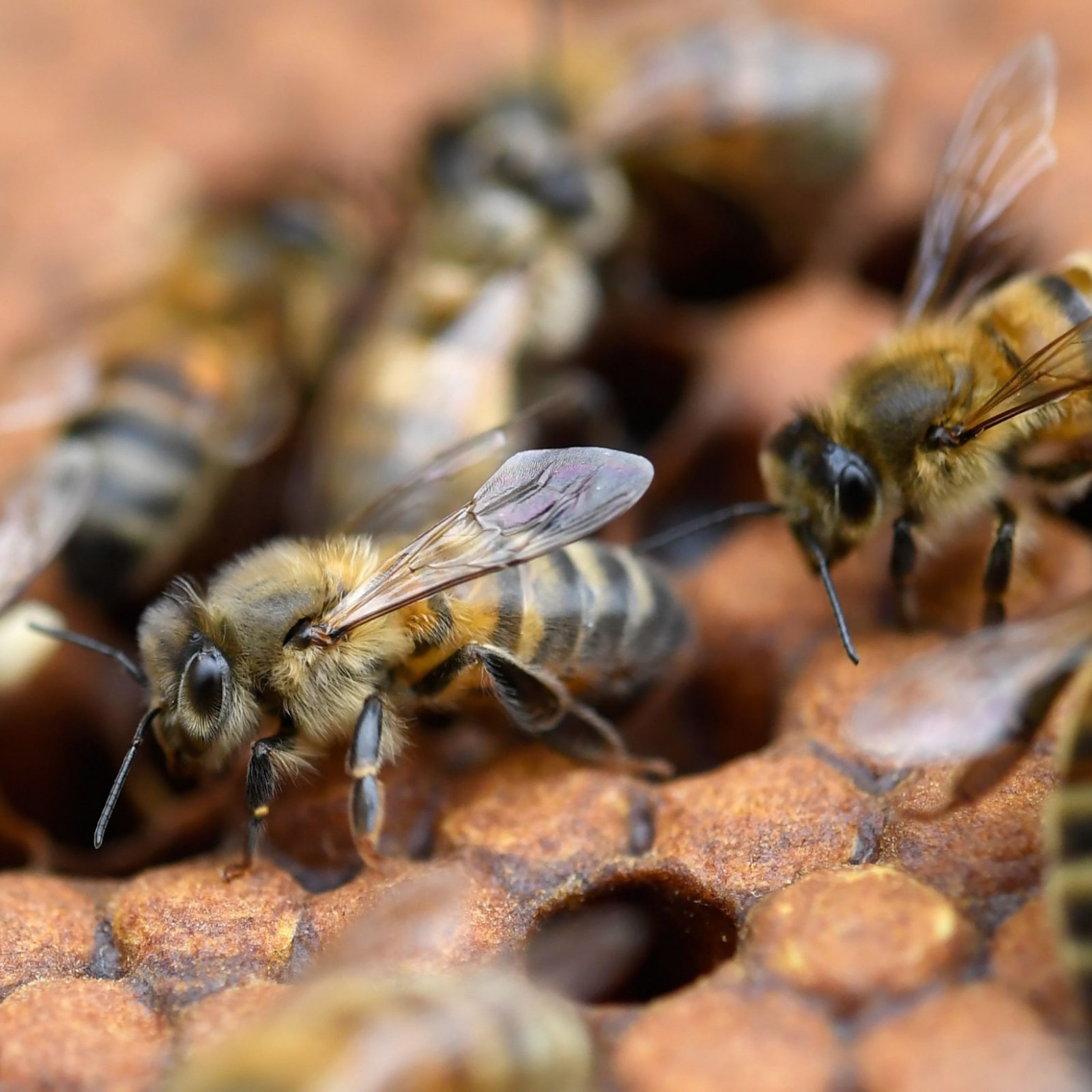 Filosopher Bee Wicker Man Bees