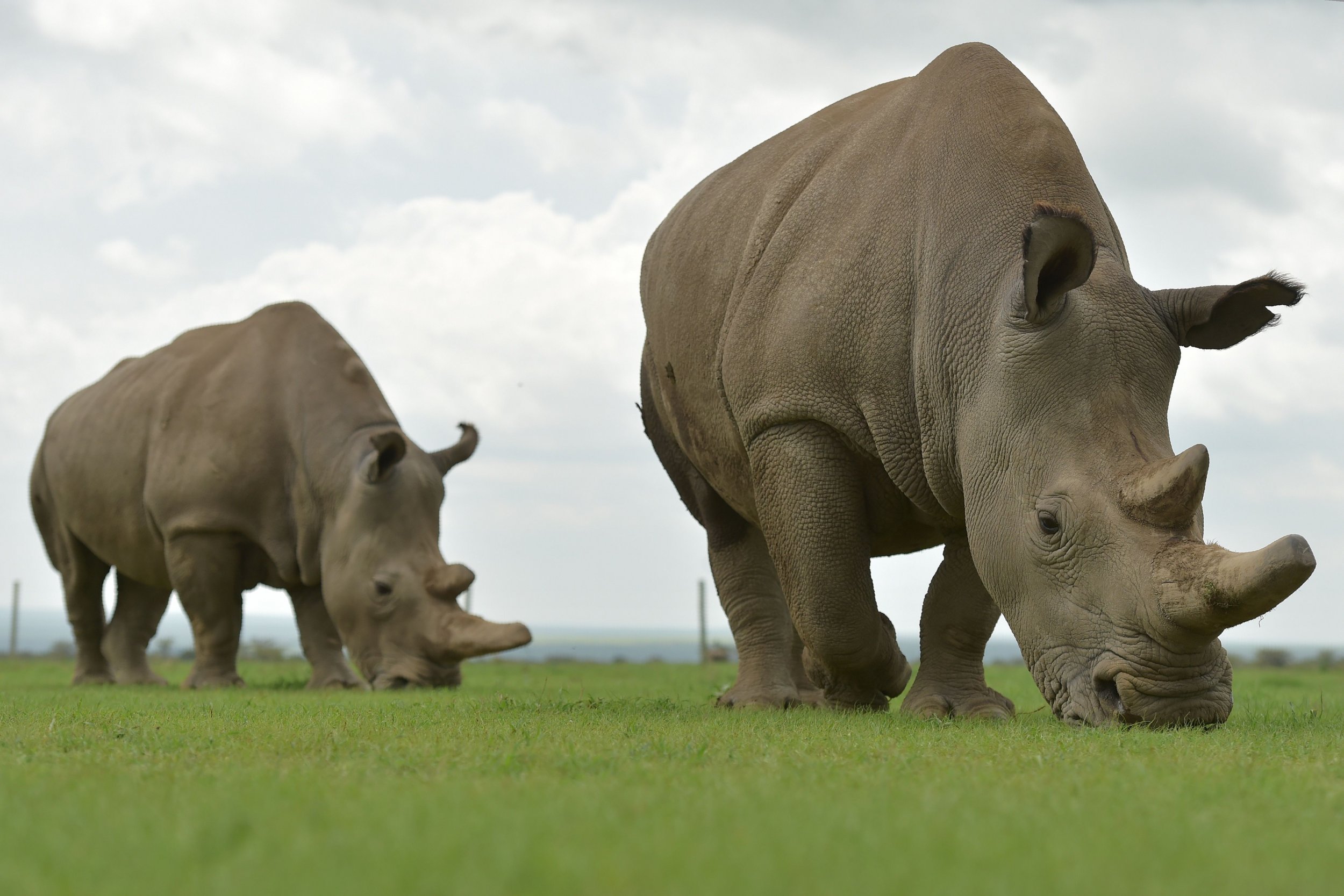 northern white rhinoceros 2022