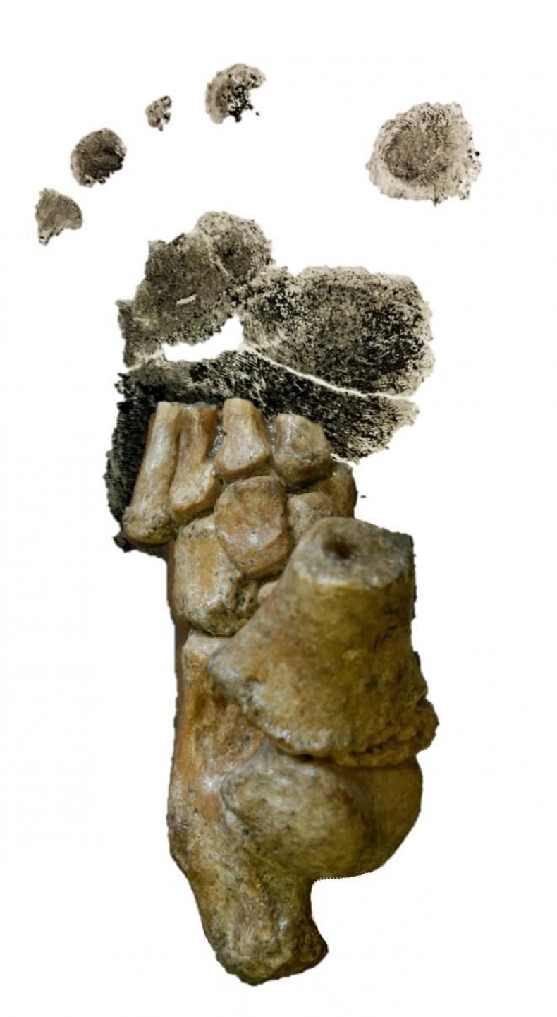 7_5_Ancestor toddler foot