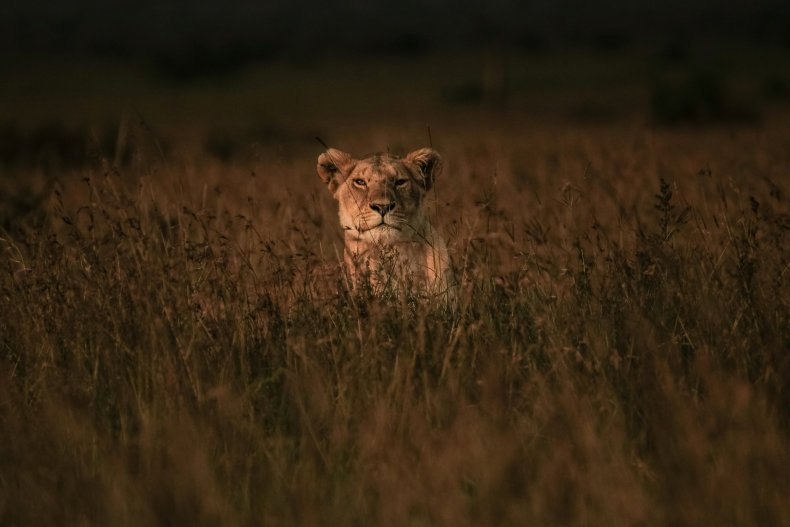 Lions Kill Poachers and Six Other Times Wild Animals Attacked Humans Lions Kill Poachers and Six Other Times Wild Animals Attacked Humans