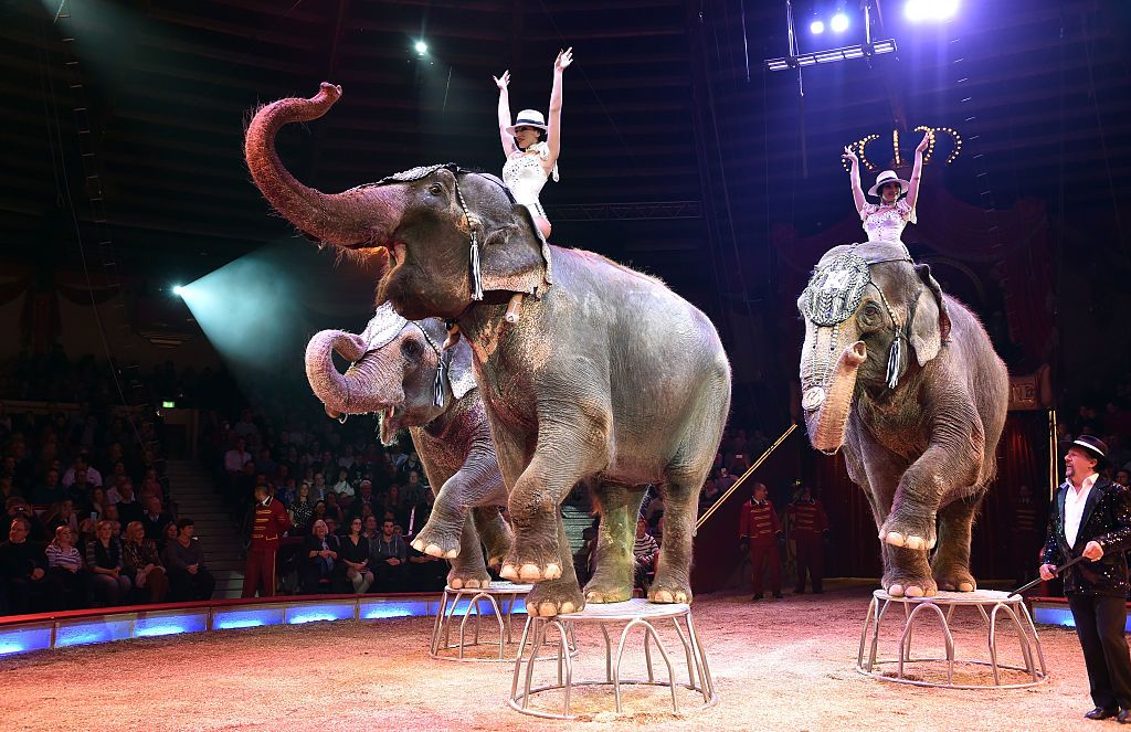 Circus Elephant Nearly Crushes Audience After Being Pushed By Two