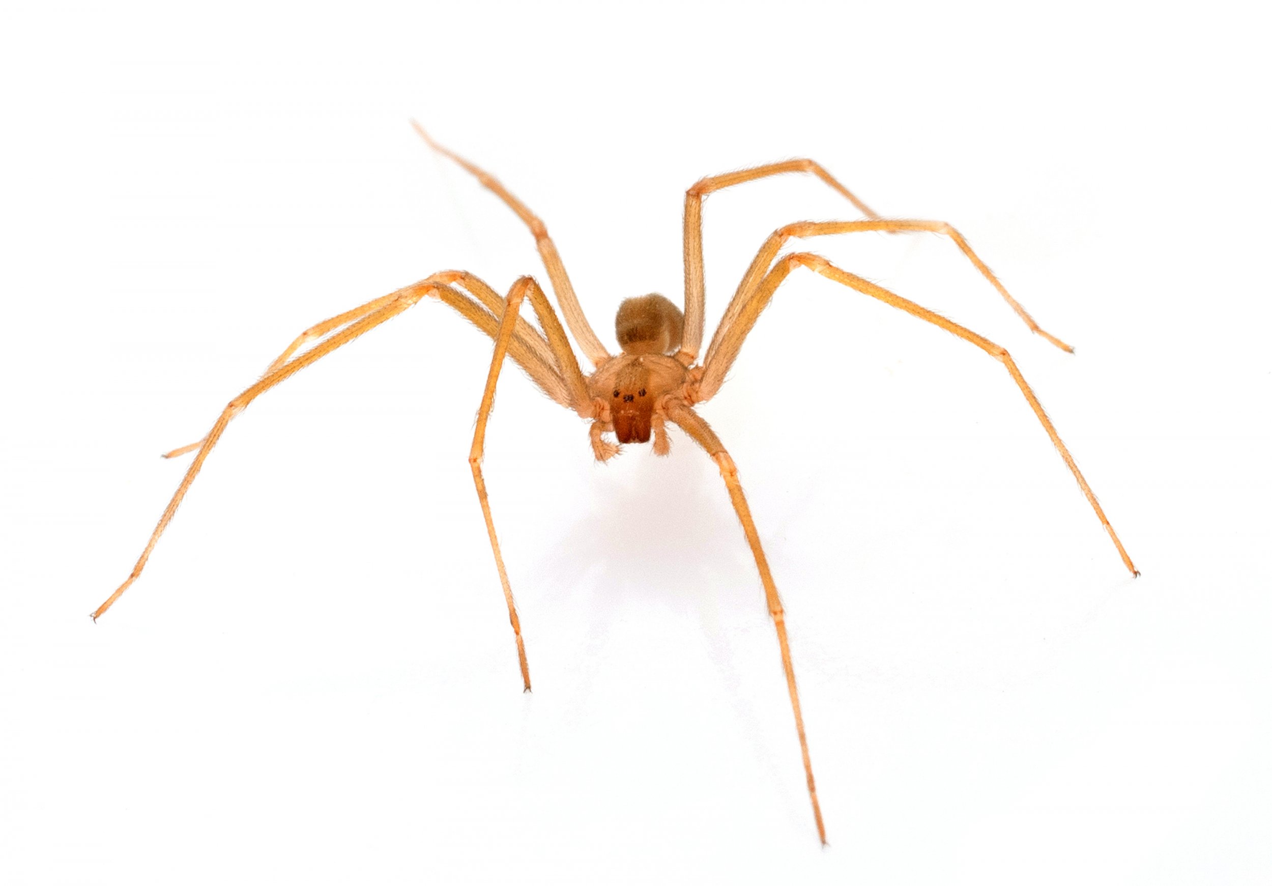 brown-recluse-spider 