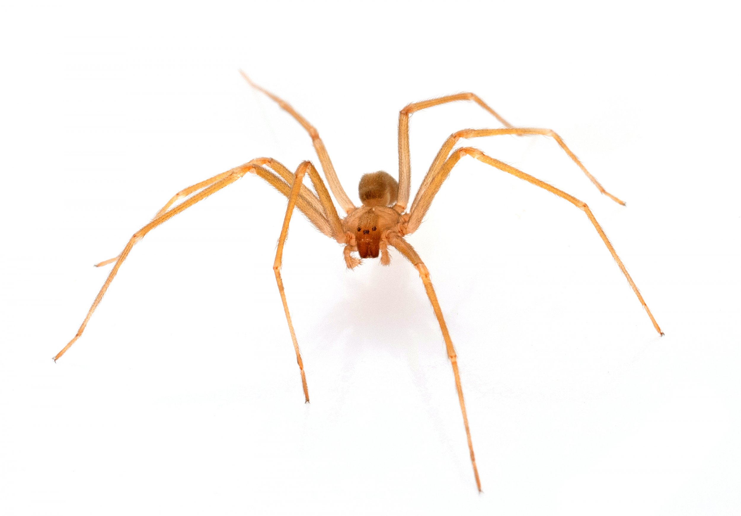 Baby Brown Recluse Spider