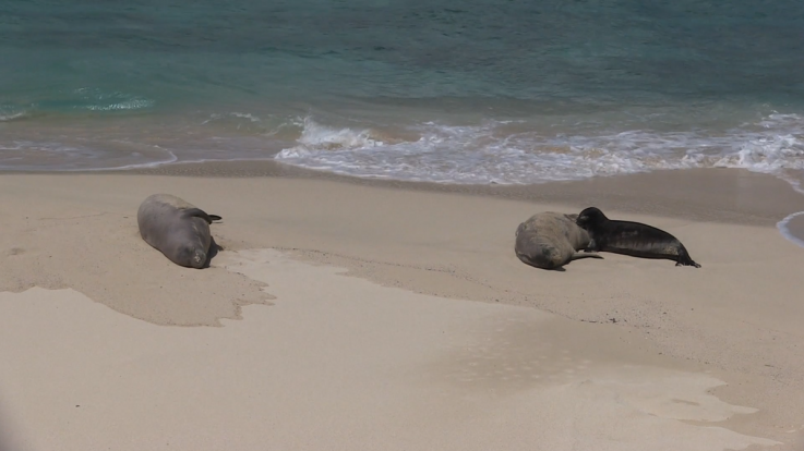 Monk-Seals-ToxoplasmosisPHOTO! Monk-Seals-ToxoplasmosisPHOTO!