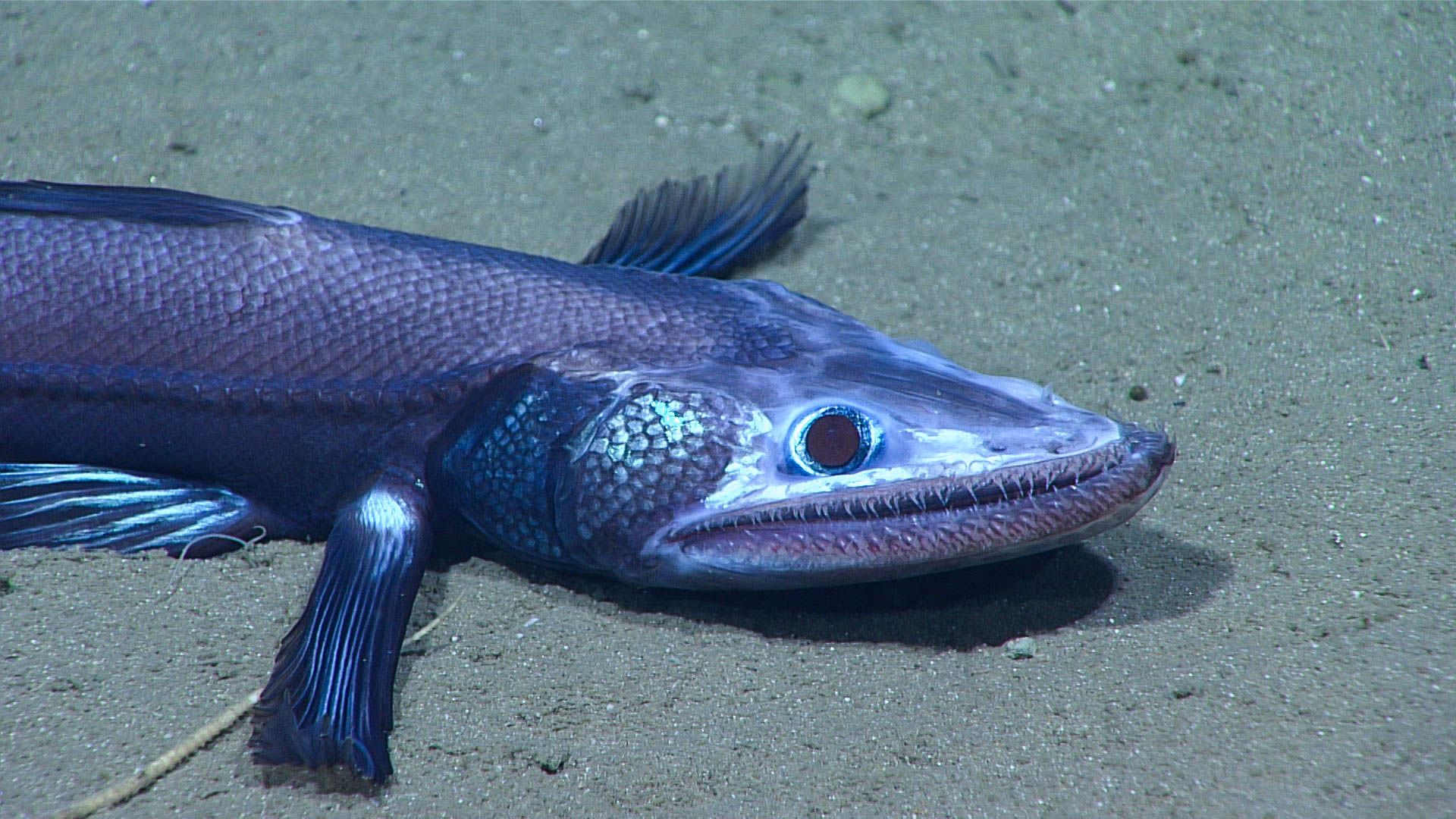 Deep-Sea Explorers Spot Mysterious Intersex Fish