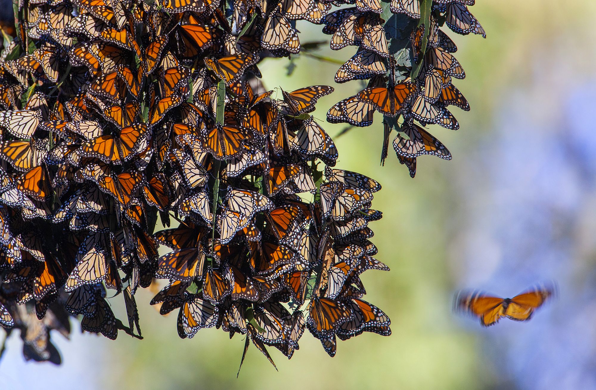 Сколько живут домашние бабочки. Бабочка Монарх Бражник. Личинка бабочки Монарх. Миграция чешуекрылых. Миграция бабочек монархов.