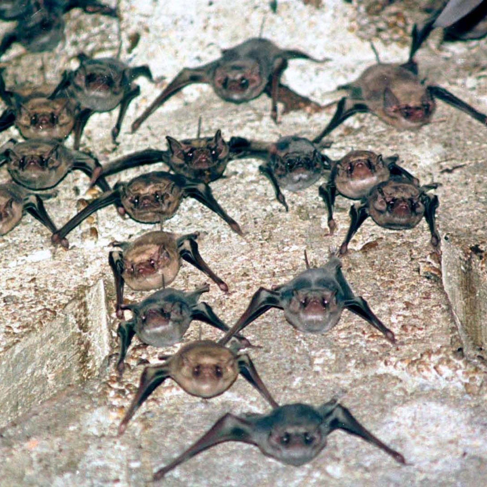 New SARS-Like Virus Discovered in Myanmar Bats