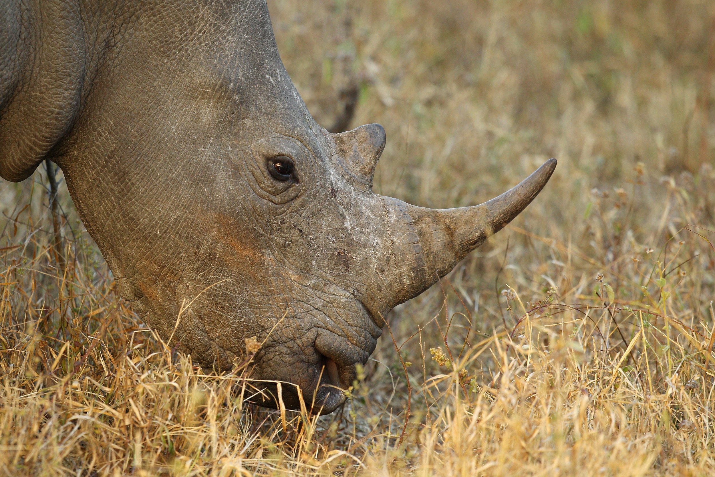 How Many Black Rhinos Are Left? Relocation Attempt Leaves Members of