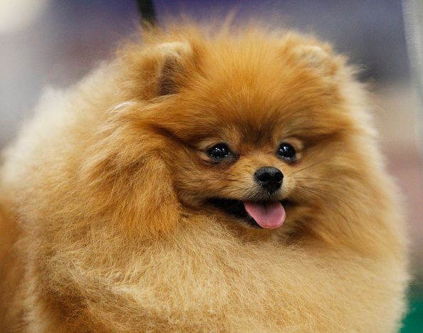 Pomeranian-0713