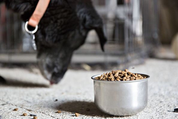 Dog food warning outlet heart disease