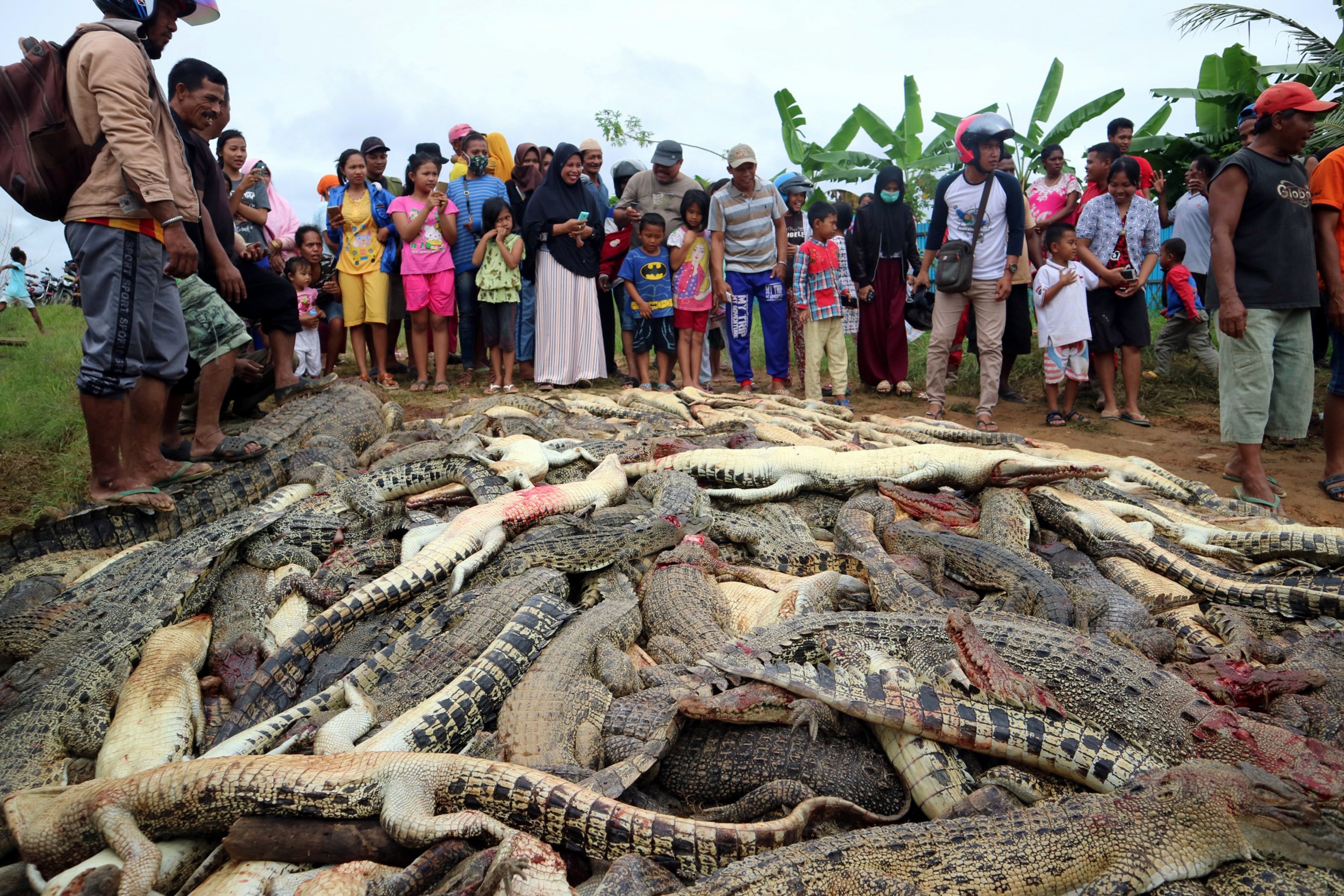 Why Indonesia can't stop crocodile attacks