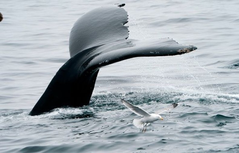 0716-whale