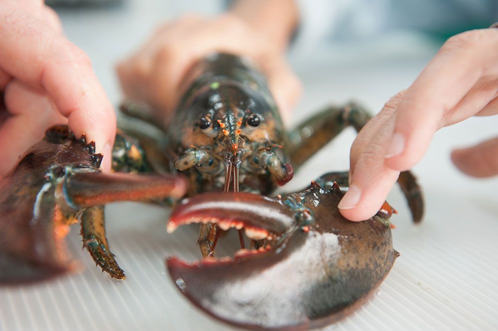 albino lobster cooked